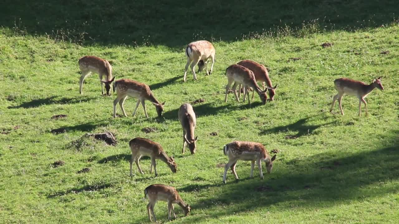 많은 꽃과 동물이 있는 아름다운 피는 초원