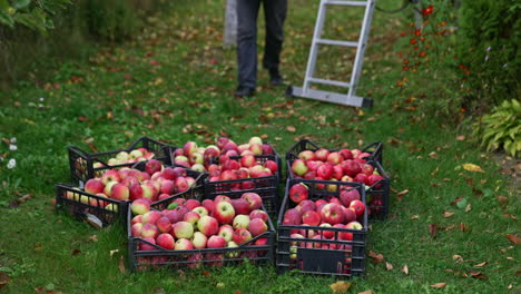 apples harvested from an orchard.