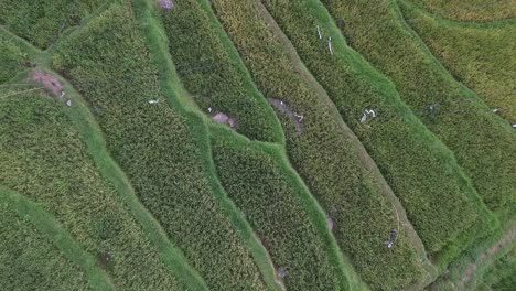 Aerial-shots-of-Rice-Paddies.-Jati-Luwih-7