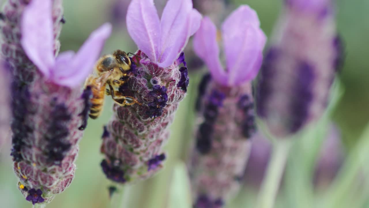A Pennsylvania honey bee pollinates purple lavender.  Shot on a 100mm macro, 4K 23.98fps with lush green background.  There is tons of depth of field to separate him from the rest of the garden.