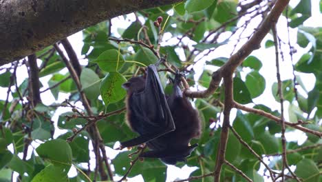 pequeño zorro volador rojo se aferra a la rama del árbol en medio de un frondoso follaje verde y se alimenta de las frutas, tiro de cerca