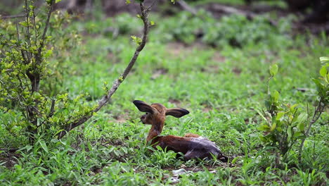 newborn impala antelope sits in the grass waiting for it's mom to return