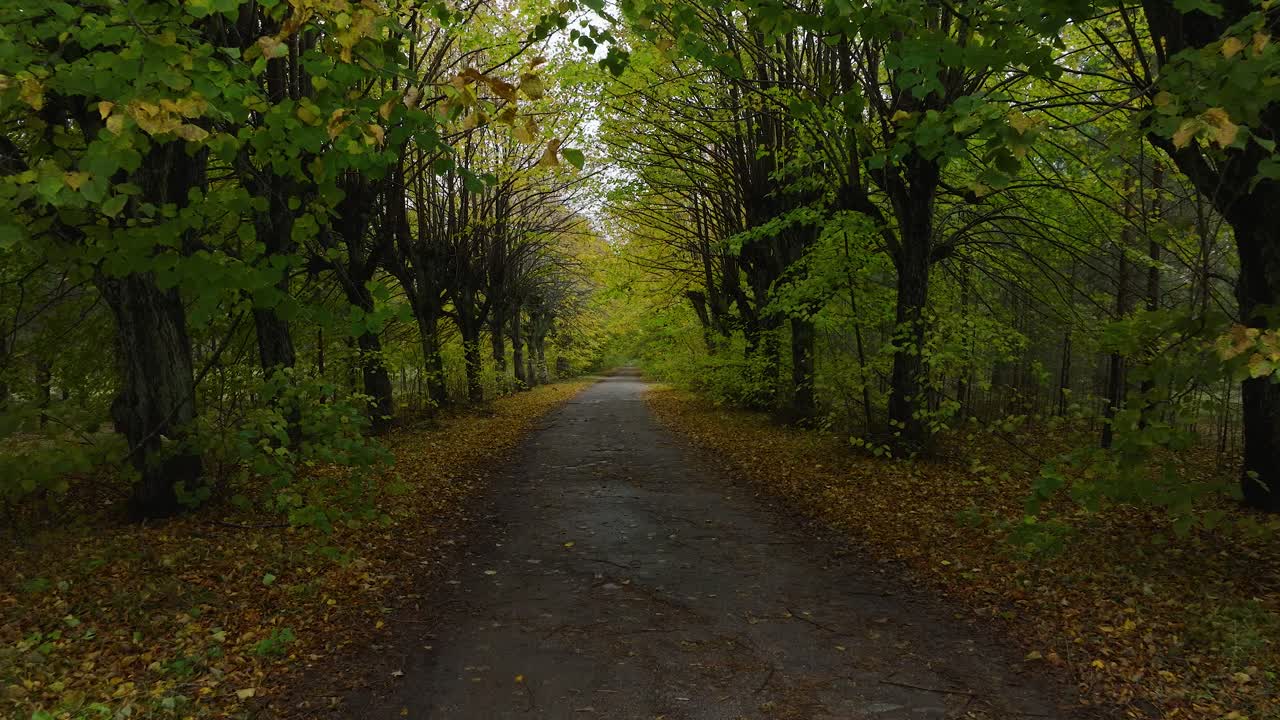 Establishing view of the autumn linden tree alley, empty pathway, yellow leaves of a linden tree on the ground, idyllic nature scene of leaf fall, overcast autumn day, drone shot moving forward low