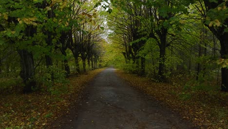 Establishing-view-of-the-autumn-linden-tree-alley,-empty-pathway,-yellow-leaves-of-a-linden-tree-on-the-ground,-idyllic-nature-scene-of-leaf-fall,-overcast-autumn-day,-drone-shot-moving-forward-low