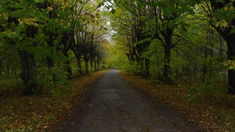 establishing view of the autumn linden tree alley, empty pathway, yellow leaves of a linden tree on the ground, idyllic nature scene of leaf fall, overcast autumn day, drone shot moving forward low