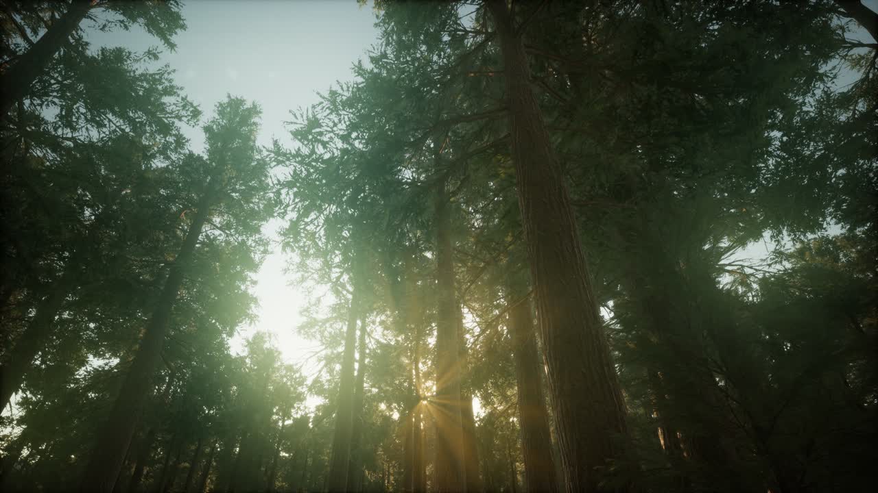 paisaje de puesta de sol brumosa del bosque de secuoya