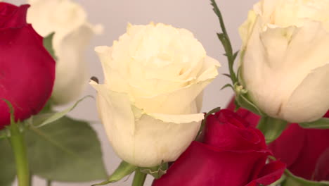 red and white roses