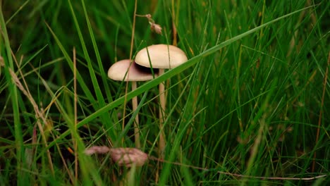 beautiful slow motion shots of mushroom hit by the wind in grassy land