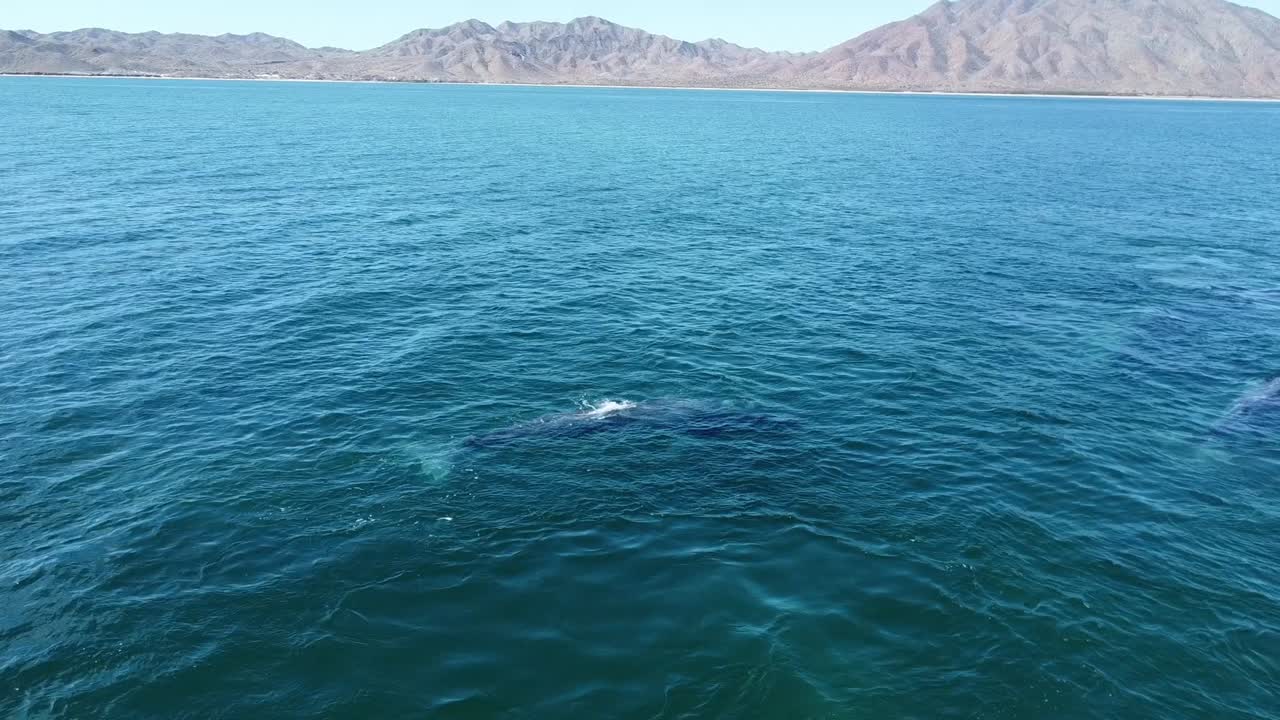 멕시코 의 바하 캘리포니아 해안 을 배경 으로 해수면 아래 에서 헤엄치는 회색 고래 부부