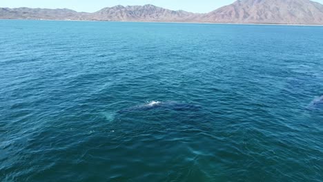 Un-Par-De-Ballenas-Grises-Nadando-Debajo-De-La-Superficie-Del-Agua-Con-La-Costa-De-Baja-California-Al-Fondo,-México