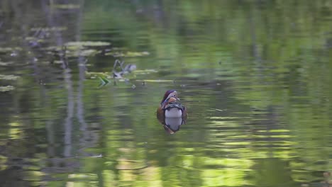 Pato-Mandarín-Flotando-En-El-Agua