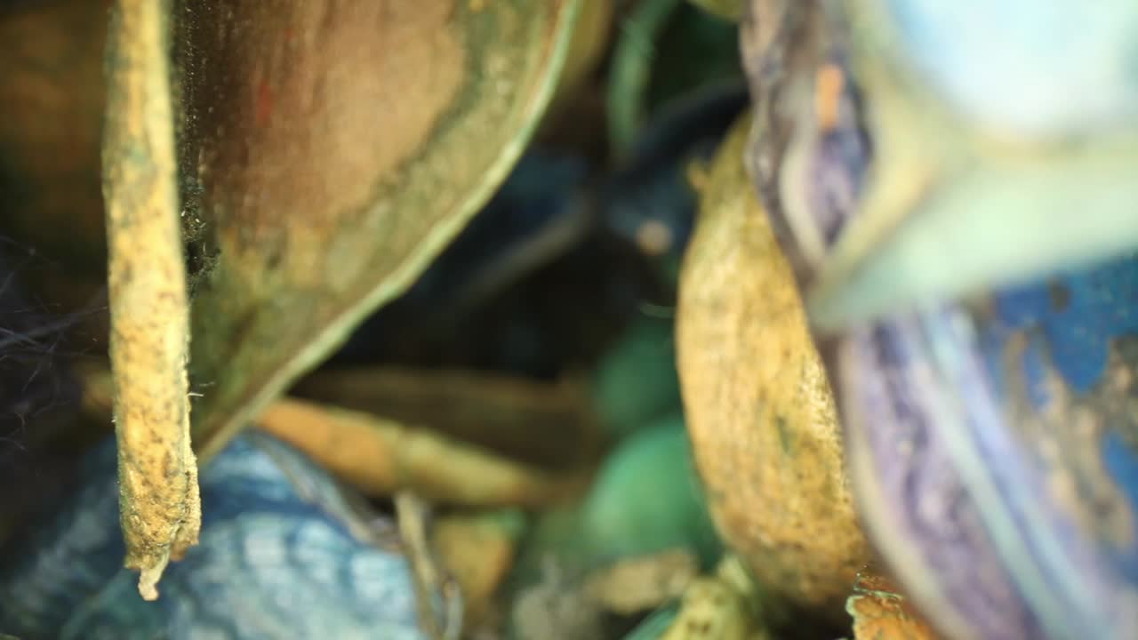 moviéndose lentamente hacia coloridas piezas de popurrí