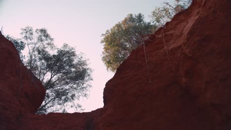 trees on the red canyon edge blowing in the wind