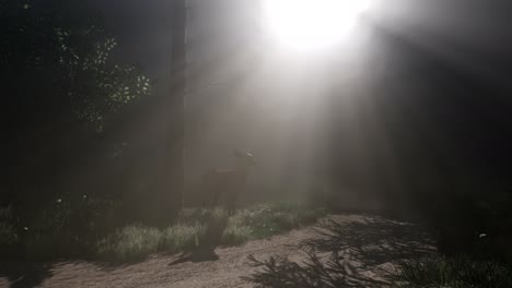 deer female in forest in fog