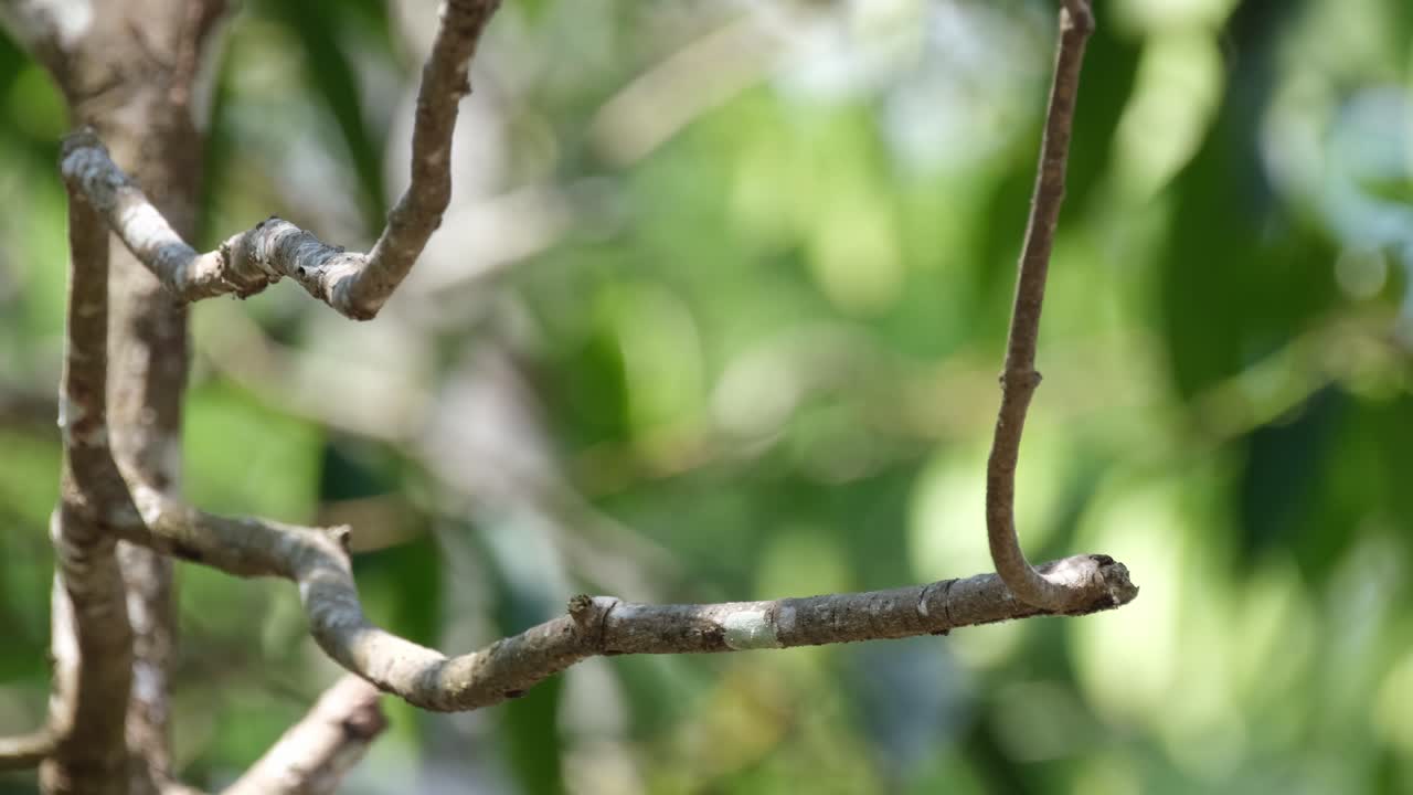 One tiny Red-throated Flycatcher, Ficedula albicilla is perching on a small branch of a tree inside Khao Yai National Park in Thailand