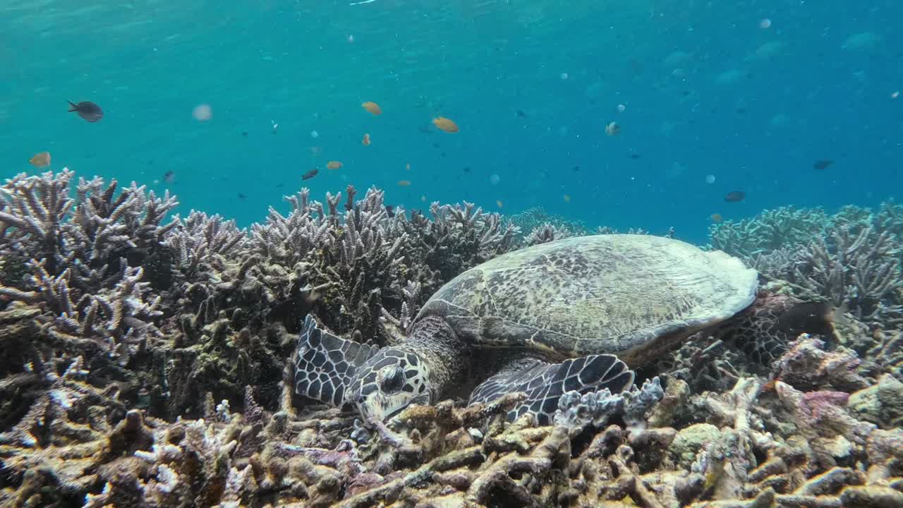 Una tartaruga marina embricata che spezza con forza il corallo per raggiungere una spugna marina