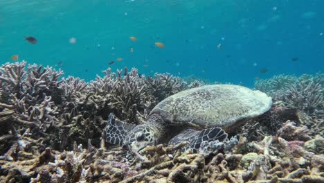 una tortuga de mar con fuerza rompiendo coral para llegar a una esponja marina