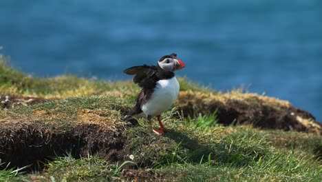 atlantic puffin bird with wings open against blurred sea in the background. - closeup shot