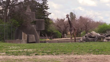 una jirafa caminando en el zoológico