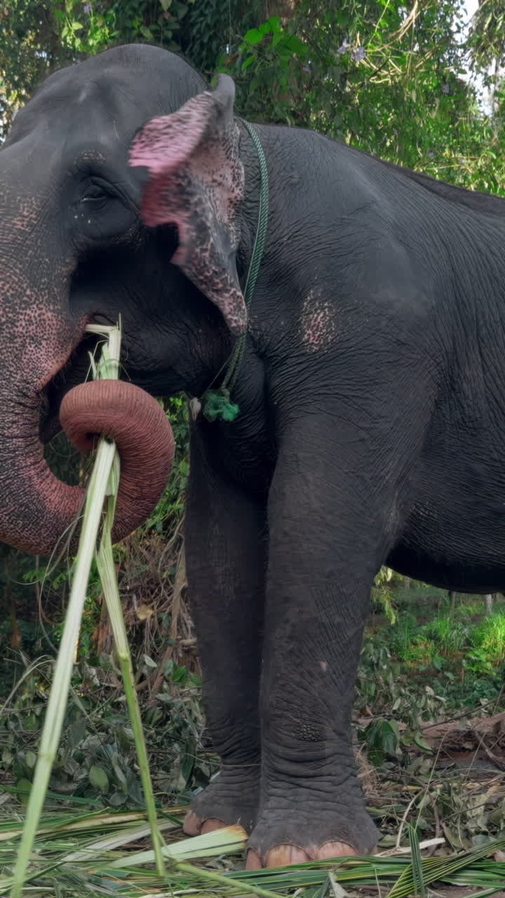 elefante comiendo hierba en el bosque