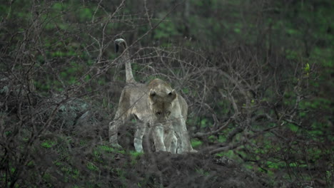 plano general de leones y leonas, cachorros de leona caminando a través de arbustos espinosos en un paisaje semiárido en áfrica durante un safari