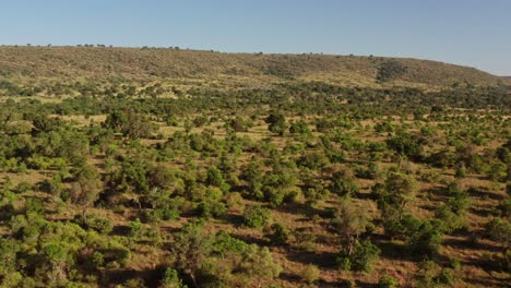 Africa-Aerial-drone-shot-of-Maasai-Mara-Landscape-in-Kenya,-Beautiful-View-of-Vast-African-Scenery-from-High-Up-Above,-Wide-Angle-Establishing-Shot-of-Trees,-Shrubland-and-Nature