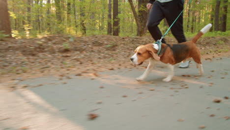 person jogging with beagle dog in a forest park