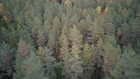 Vista-Aérea-De-Arriba-Hacia-Abajo-Del-Bosque-De-Copas-De-árboles-De-Coníferas-De-Pino-Verde-Y-Abeto-En-Otoño