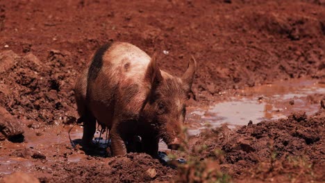 un cerdo disfruta de un baño de barro al aire libre.