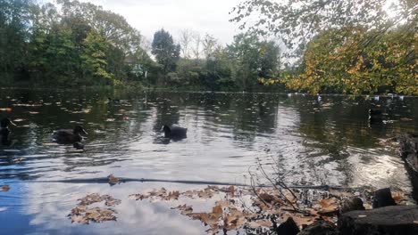 -the resolution is the cinema 4k 4096x2304 -lake and ducks in the autumn at england-london