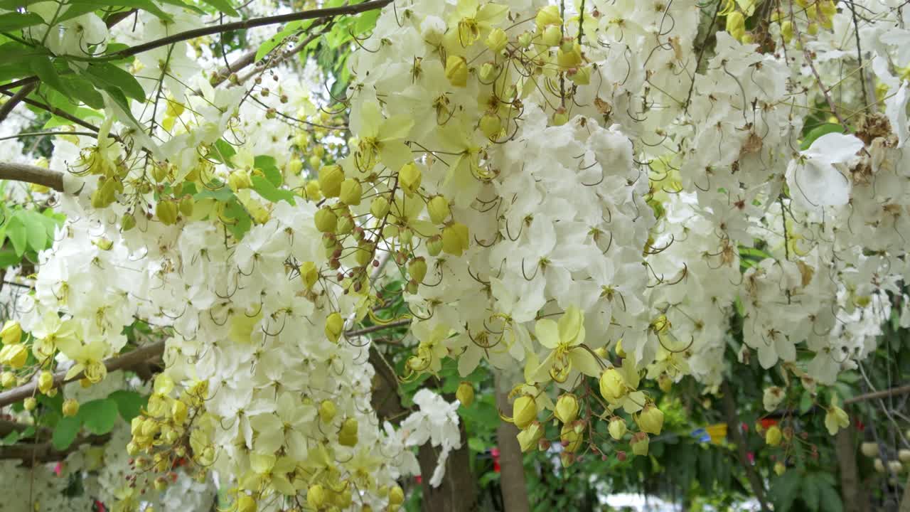 Blooming white flowers in lush garden nature vibrant spring atmosphere