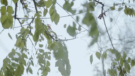 Einige-Gefrorene-Blätter,-Die-Sich-Zwischen-Herbst-Und-Winter-Im-Wind-Unter-Der-Sonne-Bewegen