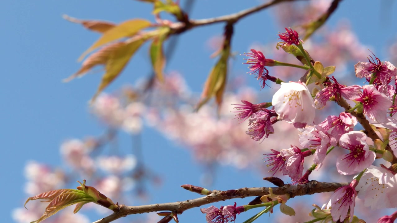 Close-up of pink sakura flowers swaying gently on a branch in Tokyo, Japan.