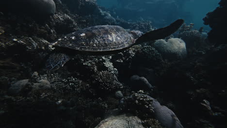 un primer plano de una tortuga nadando en aguas claras, místicas y azules por encima de un arrecife azul vibrante.