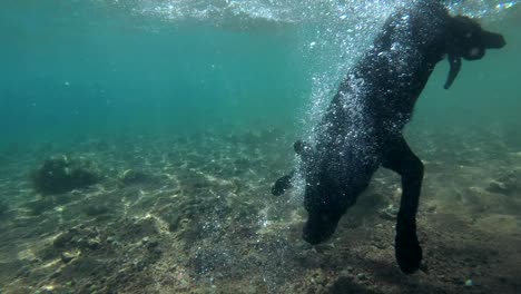 black dog swim on surface of water and dives for stone to the seabed. underwater shot, 4k-60fps. red sea, dahab, egypt