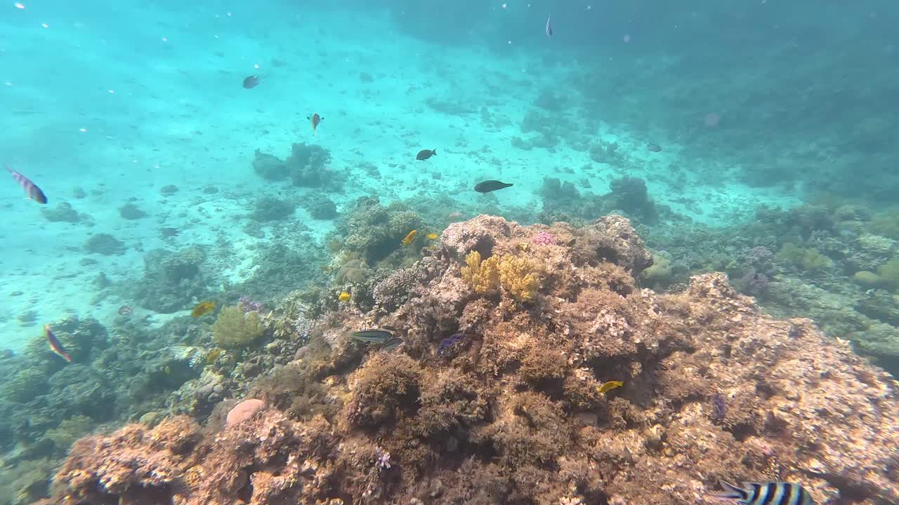 arrecife de coral hurgada - vista bajo el mar de la vida marina de hurgada
