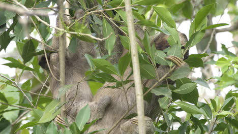 three-toed mother sloth with adorable baby hanging out in lush forest canopy, lockdown shot