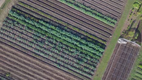 antena: la vista de pájaro se eleva sobre una granja en funcionamiento en austin, texas, para revelar toda la granja con hileras de vegetales y vegetación