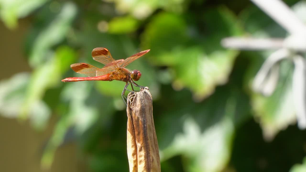 hermoso aterrizaje de libélula roja y perca en la planta seca de podredumbre levanta su cola y mira a tu alrededor, macro, corea de primer plano