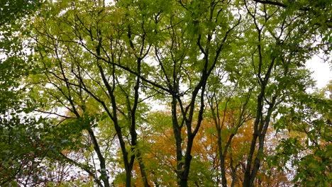 tree leaves colours changing during fall, scenic nature landscape