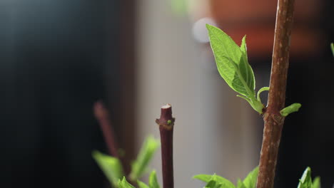 close up view of vibrant green leaf with delicate veins emerging from woody stem with fresh new growth highlighted against softly blurred indoor background under warm gentle sunlight glow