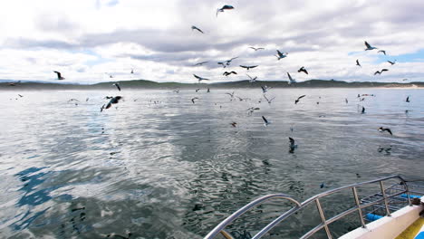 bandada de gaviotas atraídas por carnada y carnada utilizadas durante el buceo en jaula de tiburones