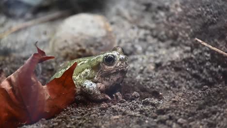 hand-held shot of a frog resting next to a brown leaf