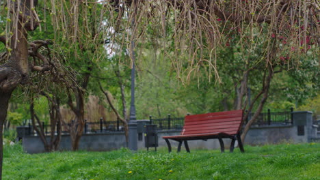 City-park-view-with-amazing-tree-branches-blooming-against-wooden-bench.