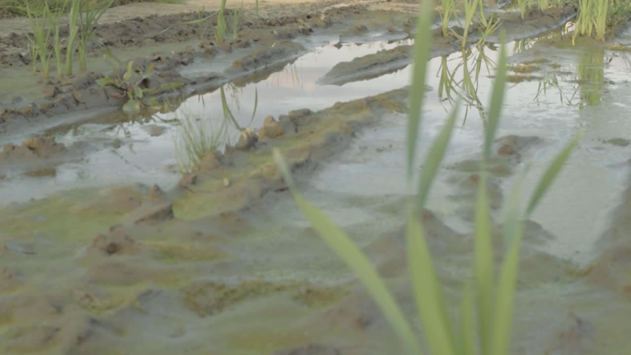 Muddy puddles in water logged soil