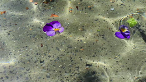 two purple daffodils floating in water