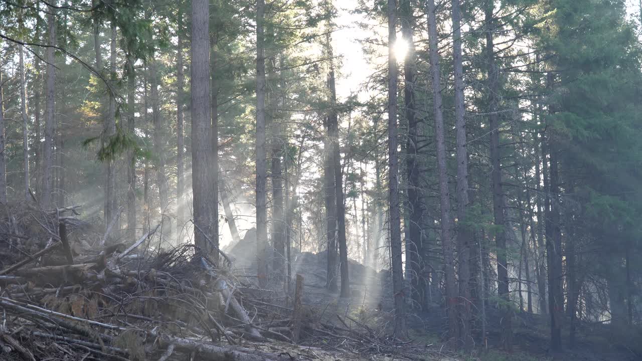 Raggi di sole attraverso il fumo di un recente incendio boschivo