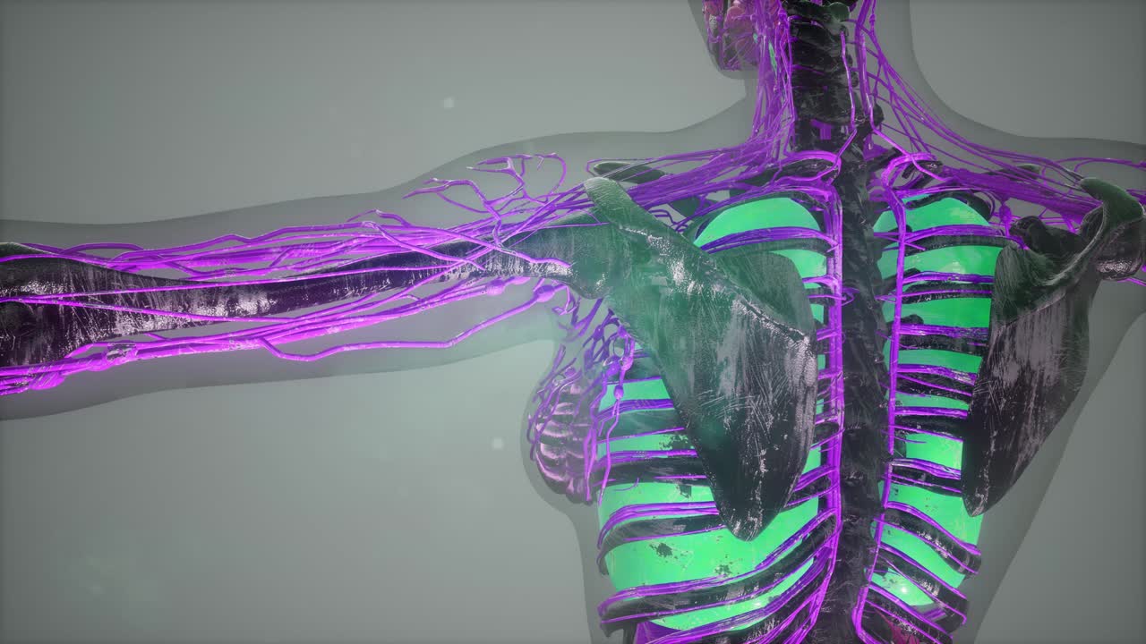 유색 인체 내부 장기 스캔