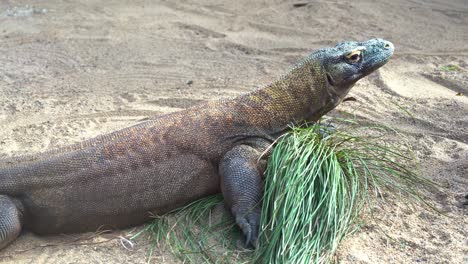 Close-up-head-to-body-shot-of-an-apex-predator-komodo-dragon,-varanus-komodoensis,-largest-extant-species-of-lizard,-flicks-its-long-forked-tongue-to-sense-the-environment