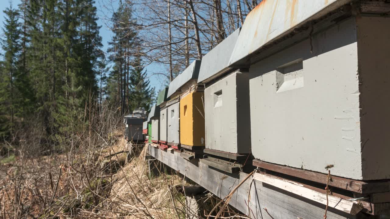 enjambre de abejas volando en su colmena en un día soleado